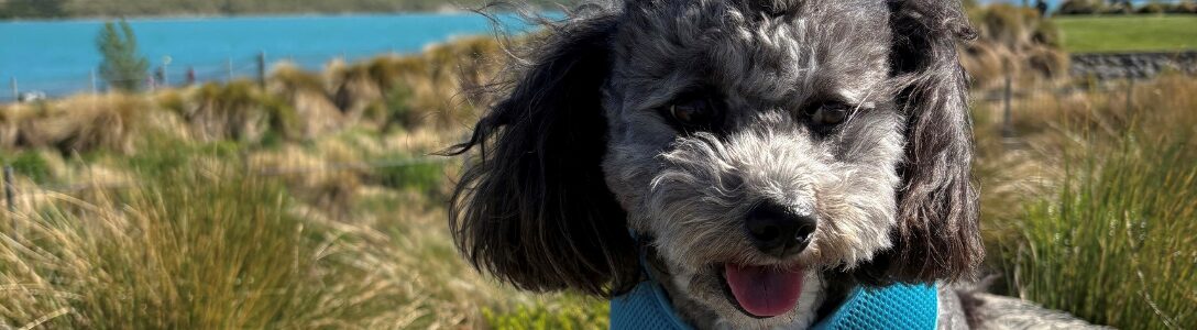 Untitled design (12)